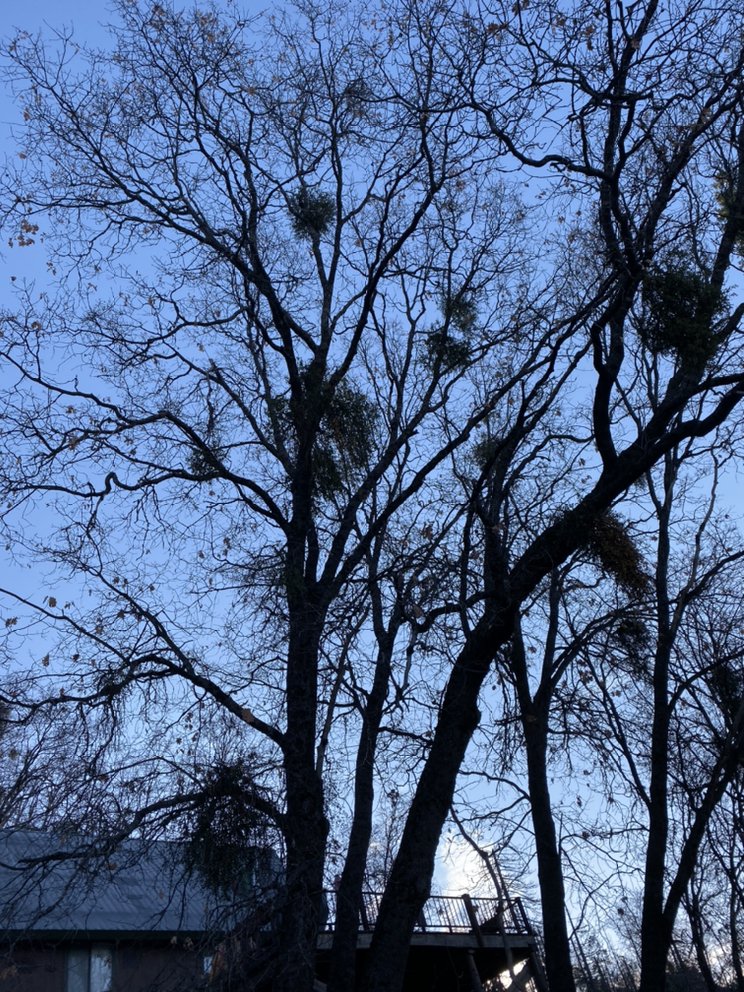 Estrada's Trees