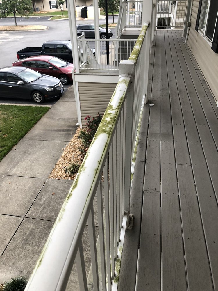 Copper Beech at Greenville