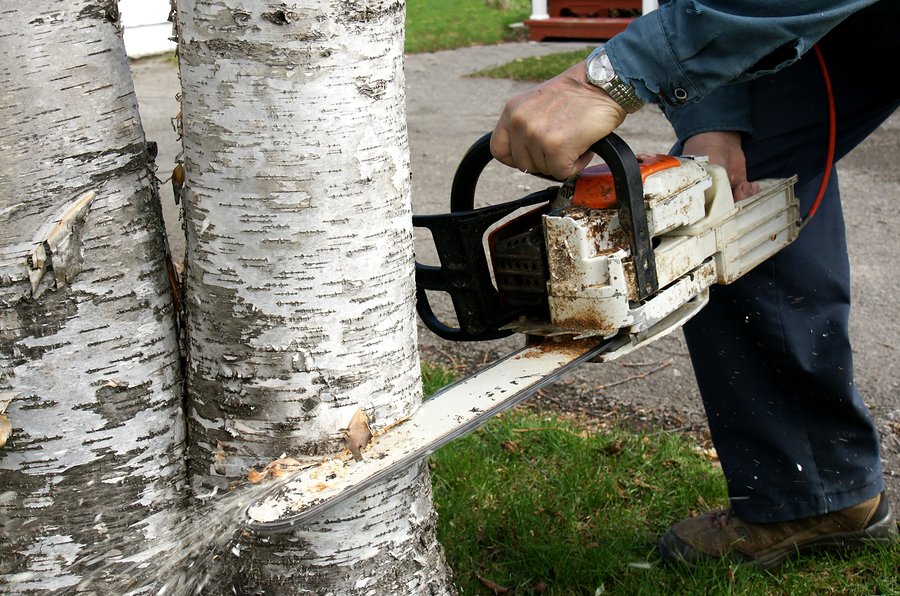Budine Tree Service