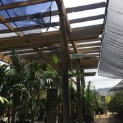Growing Grounds Nursery Tree Outlet 20 Photos 15 Reviews Photo Of Growing Grounds Nursery Tree Outlet Camarillo Ca United States