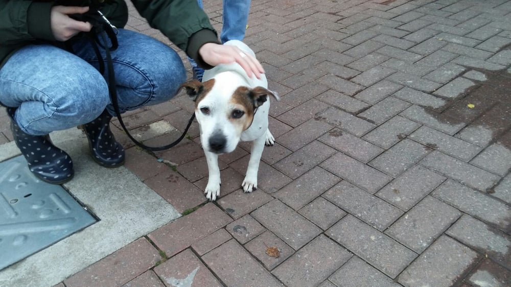 Manchester Dogs Home Animal Shelters Moss Brook Road, Manchester