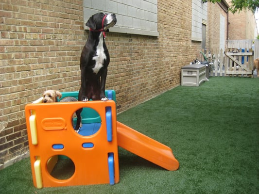 doggie depot 421 maple ave downers grove il unknown mapquest