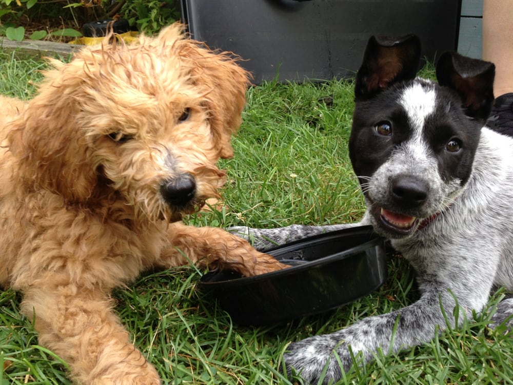 Capricorn Dog Training 25 Reviews Pet Training 1941 N Richmond