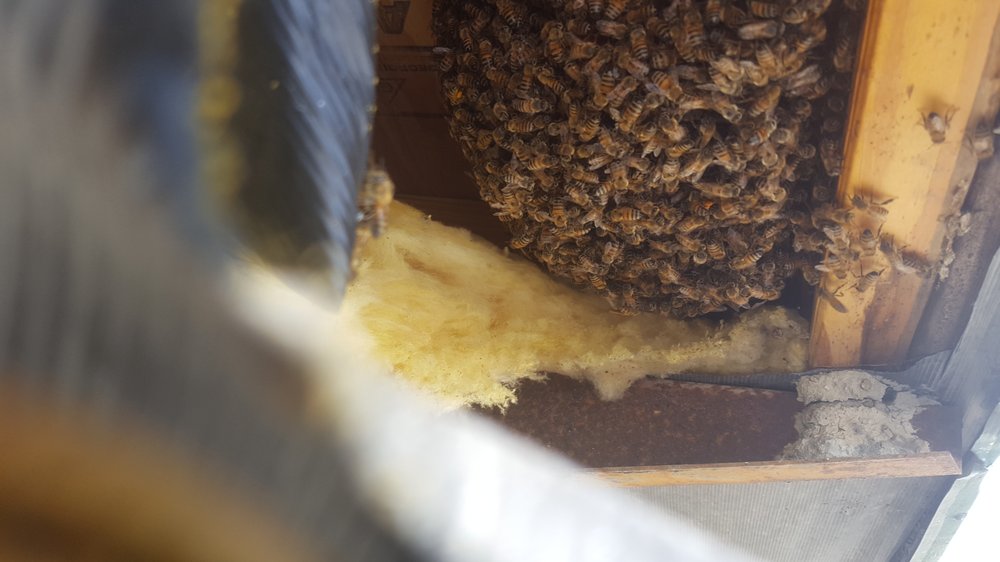 Evict-A-Bug Termite & Pest Control