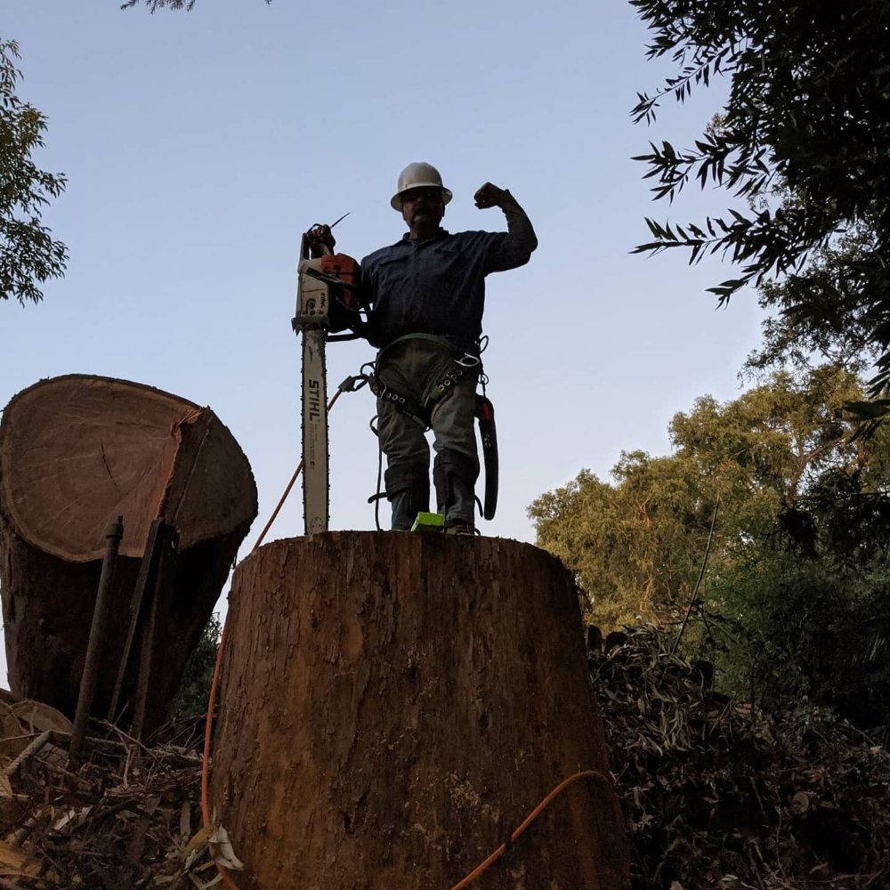 City Of Trees Professional Tree Care