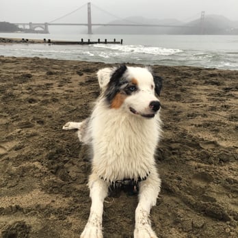 australian shepherd breeders california seven moons australian shepherds pet stores 14335 la rinconada australian shepherd breeders california seven moons australian shepherds pet stores 14335 la rinconada