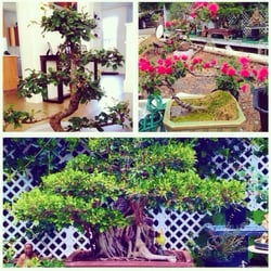 Dragon Garden Nurseries Gardening 41 909 Mahailua St Photo Of Dragon Garden Nurseries Waimo Hi United States My Sad Little
