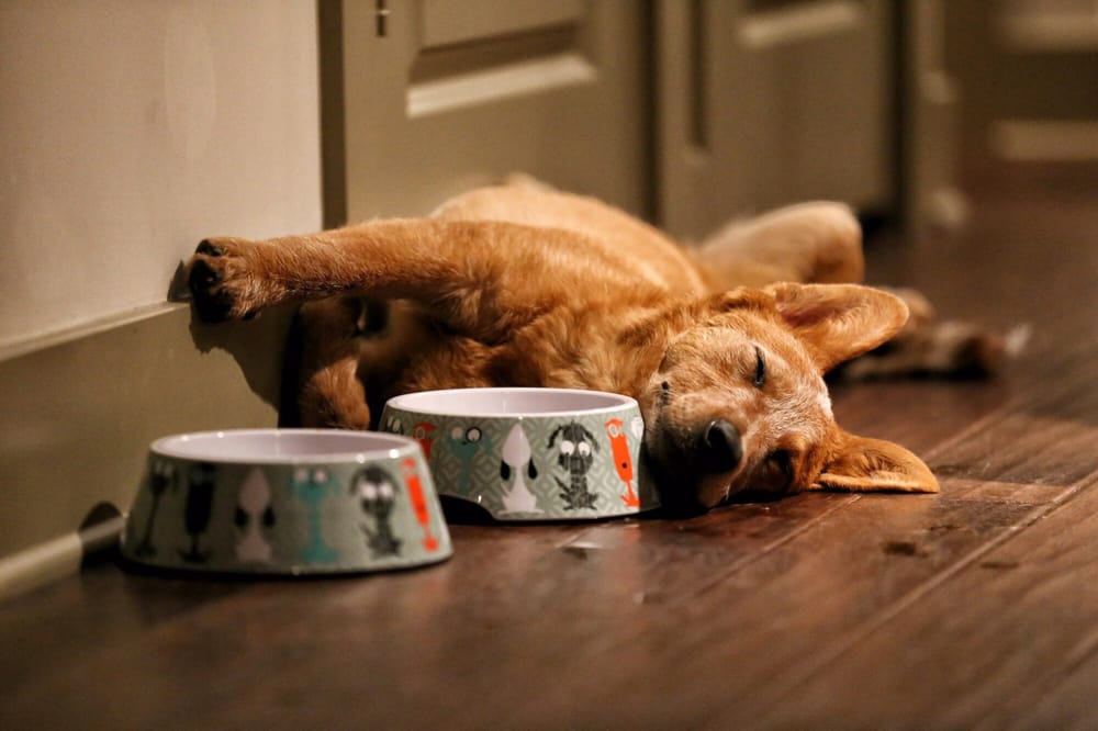 Friends of Homeless Animals