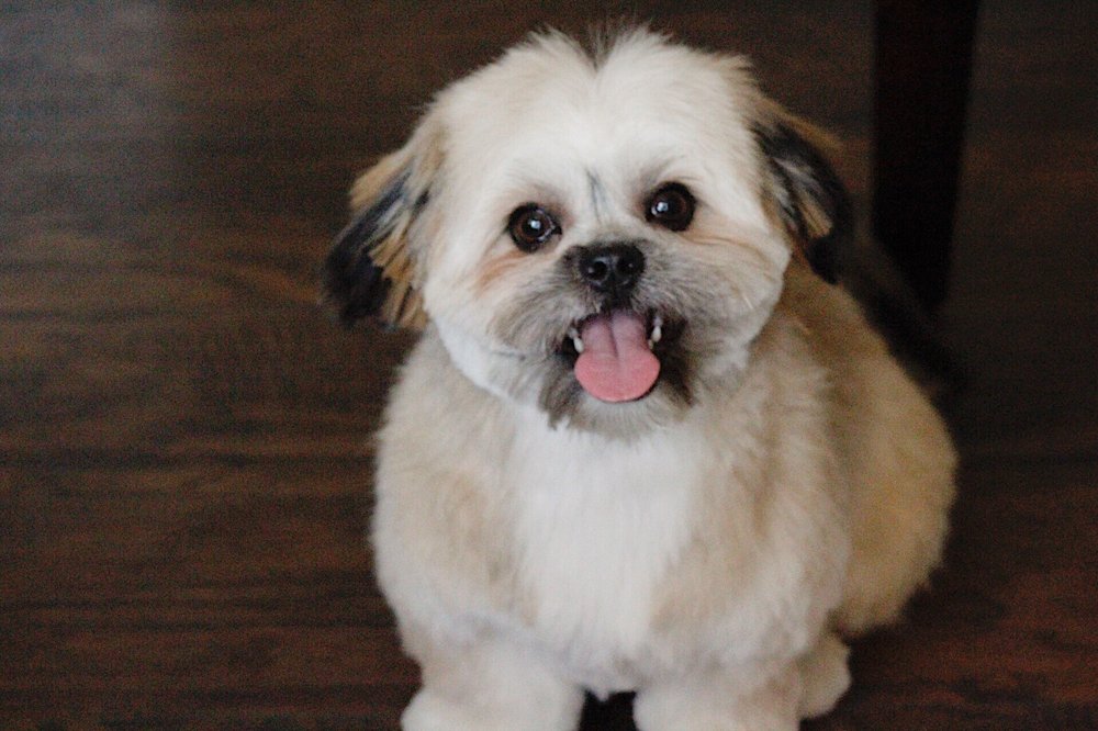 Fancy Paws Mobile Pet Grooming 12 Photos Pet Groomers Lancaster