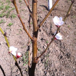 Burchell Nursery Nurseries Gardening 12000 State Hwy 120 Photo Of Burchell Nursery Oakdale Ca United States Only Hy Healthy