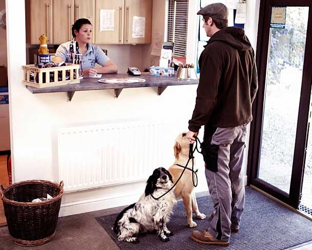 Avalon Dog Kennels Wallingford Avalon Dog Kennels Wallingford