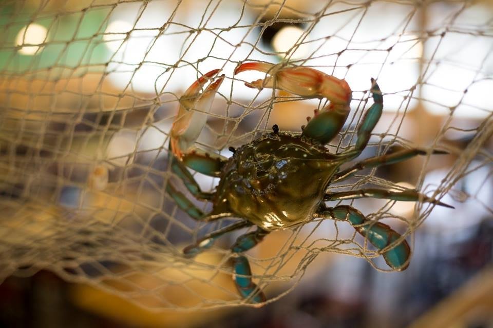 The Juicy Crab 62 Photos & 16 Reviews Seafood 1115 Mary Susan Dr