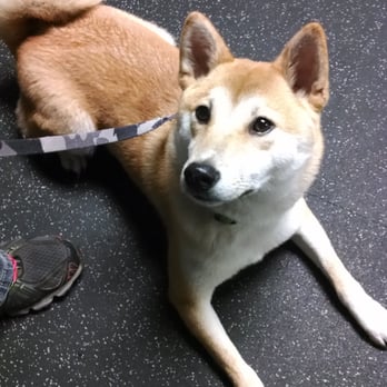 Canine connection new windsor