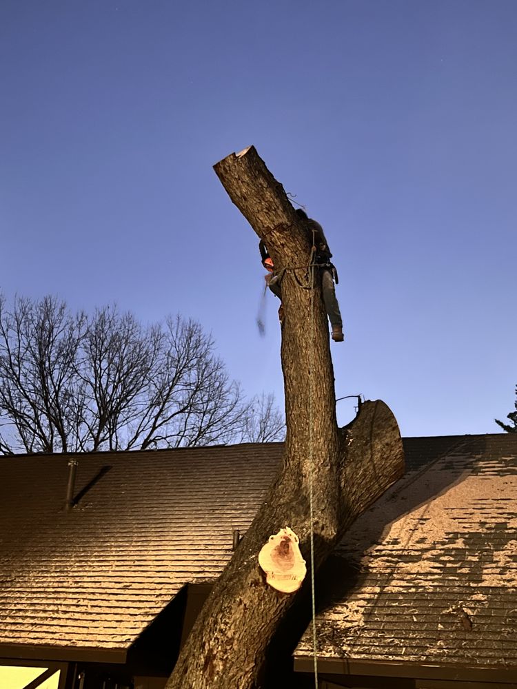 Jose‘s Tree Services