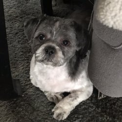 avery's mobile pet grooming