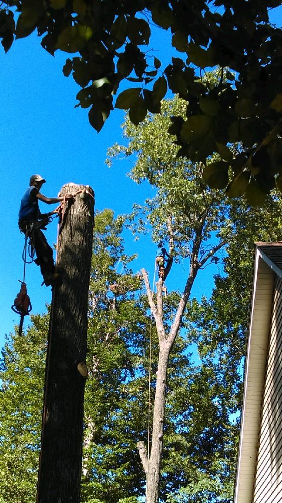 Wiley's Landscaping & Tree Service