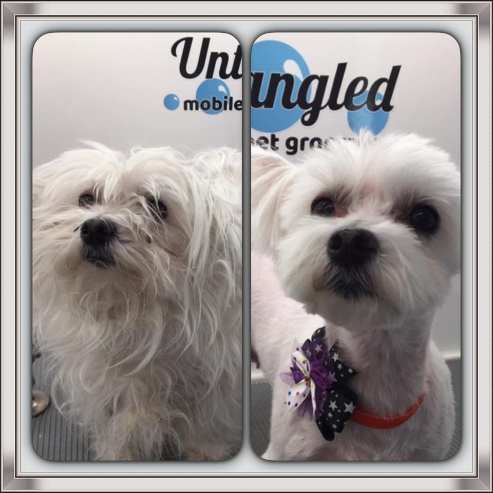 Untangled Mobile Pet Grooming 54 Photos & 15 Reviews Pet Groomers
