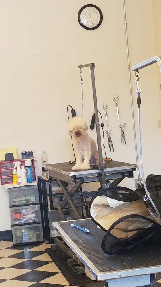 Groomingdales 19 Photos & 59 Reviews Pet Groomers 1130 Chula