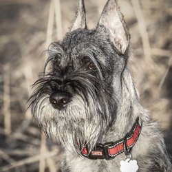 castlewood standard schnauzers pet breeders 407 san roberto pl