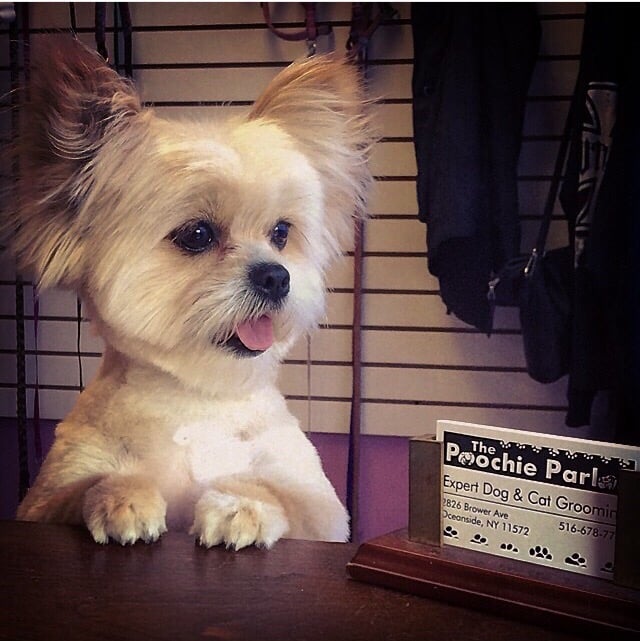 Poochie Parlor 37 Photos Pet Groomers 758 Merrick Rd, Baldwin, NY