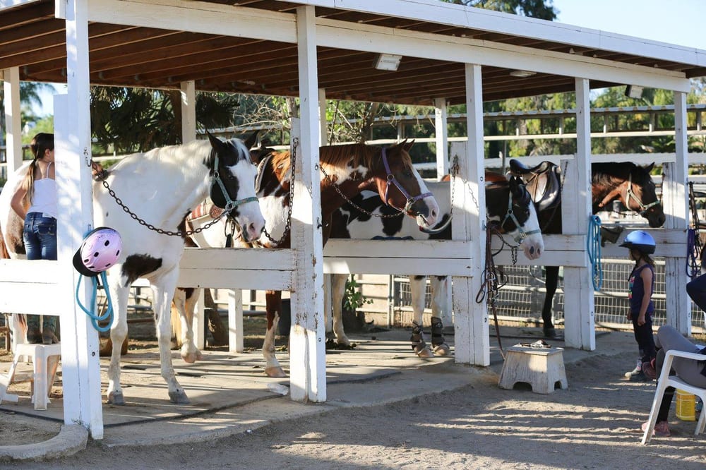 Silver Spur Riding School 24 Photos & 13 Reviews Horseback Riding