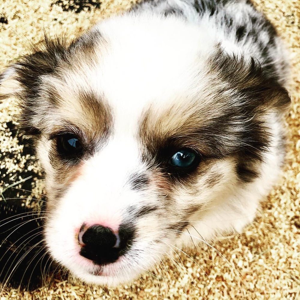 Moomoo Blue Merle Fluffy Yelp