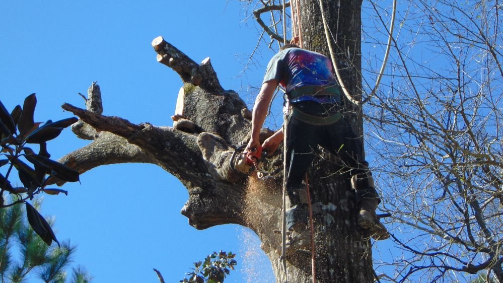 Vonner Family Tree Service