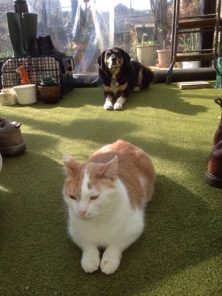 Battersea Dogs & Cats Home 33 Photos Animal Shelters 4 Battersea