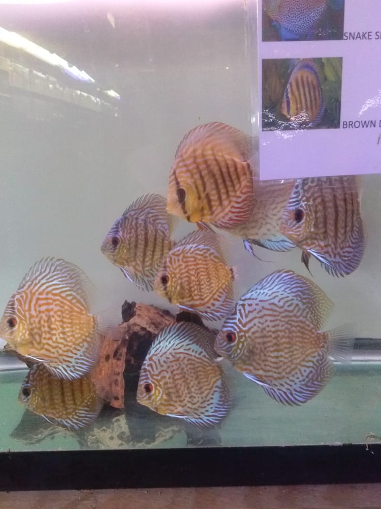 Gerber's Tropical Fish - 14 Photos & 11 Reviews - Local ...