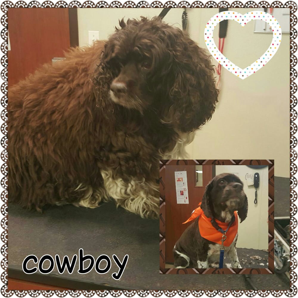 Willow Pet Hotel 26 Photos Pet Groomers 1926 Deer Park Ave, Deer