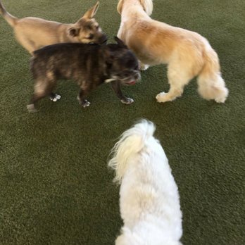 Hassayampa Canine Resort And Spa Prescott Az Hassayampa Canine Resort And Spa Prescott Az