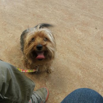 Spca reno nv dogs