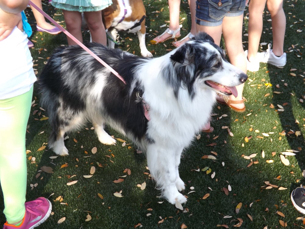 Reviews For Dog Training In Cedar Park Tx Reviews For Dog Training In Cedar Park Tx
