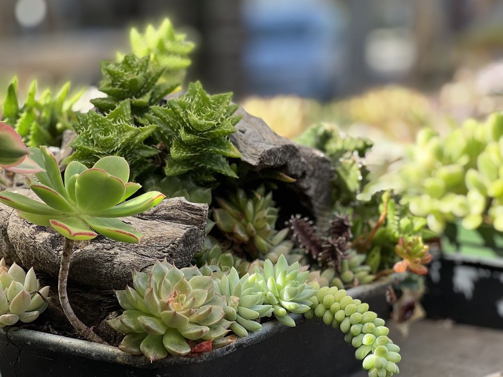 Succulent Coffee