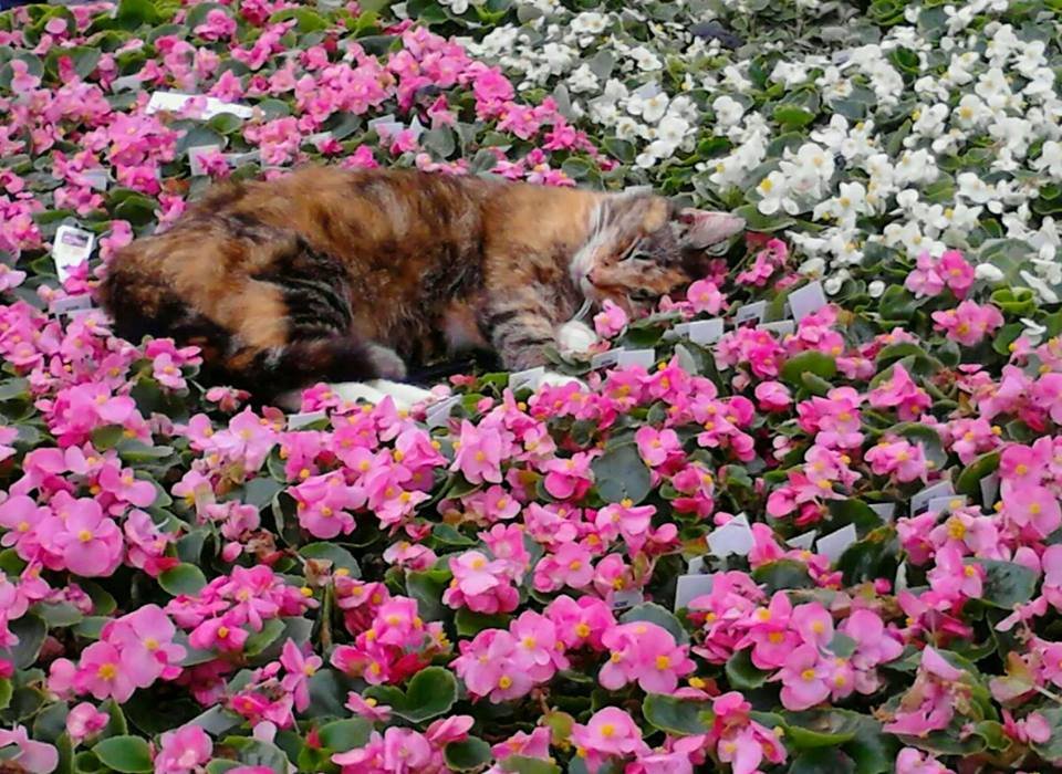 Evergreen of Johnson City