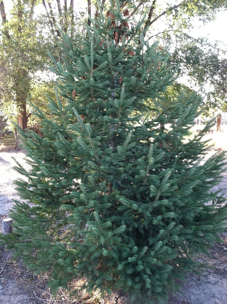 image of business North Pole Pines