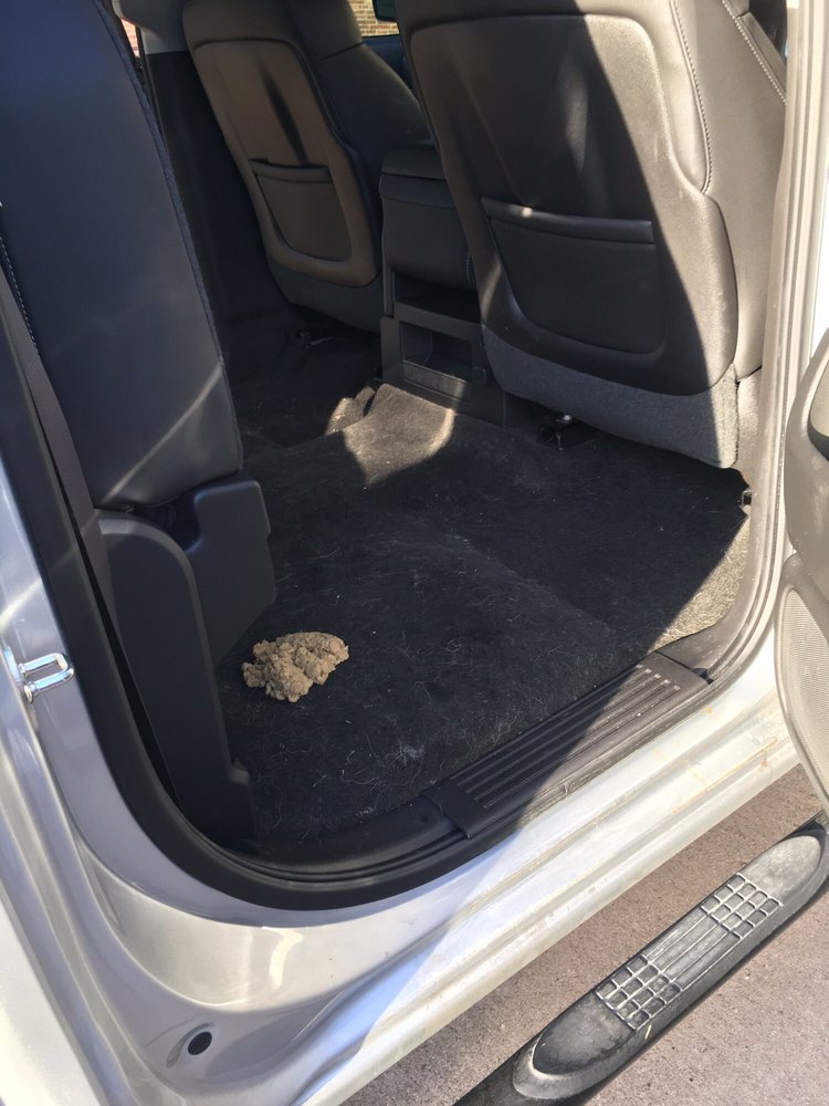 Car Seat Covers For Dogs Petsmart Top 651 Complaints And Reviews About Petsmart Page 9