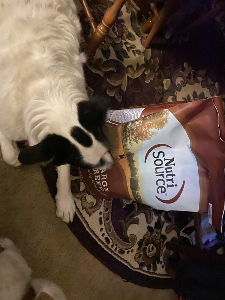 RollOver Pets Image