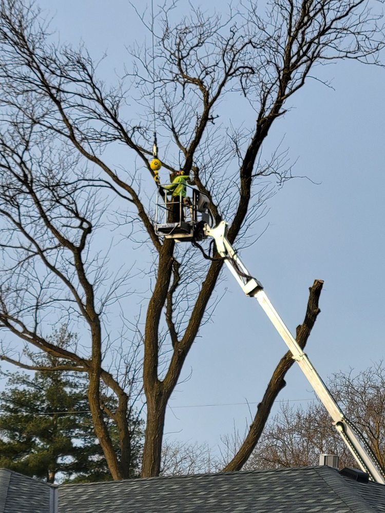 Drefs Tree Service