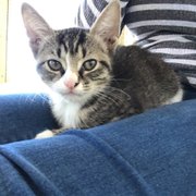 Manatee County Animal Services - 16 Photos - Animal Shelters - 305 25th