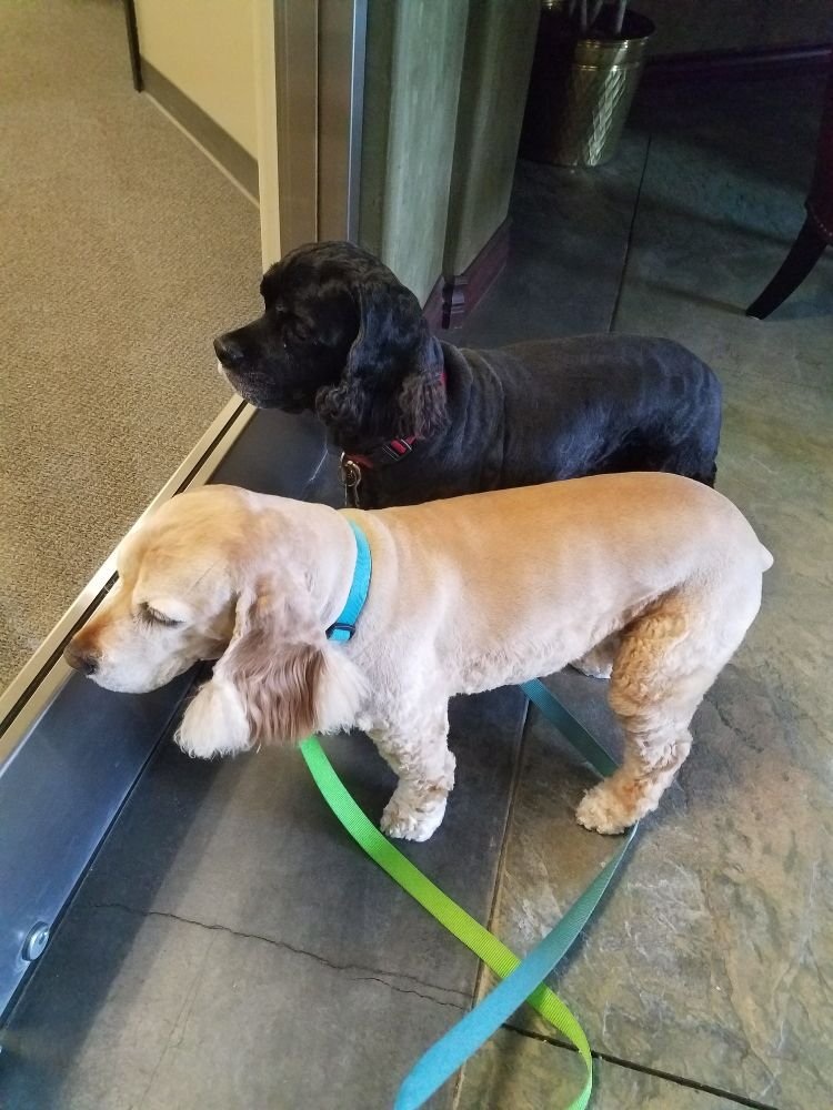 Furry Furends Mobile Grooming 40 Photos Pet Groomers Castle Rock, CO Phone Number Yelp