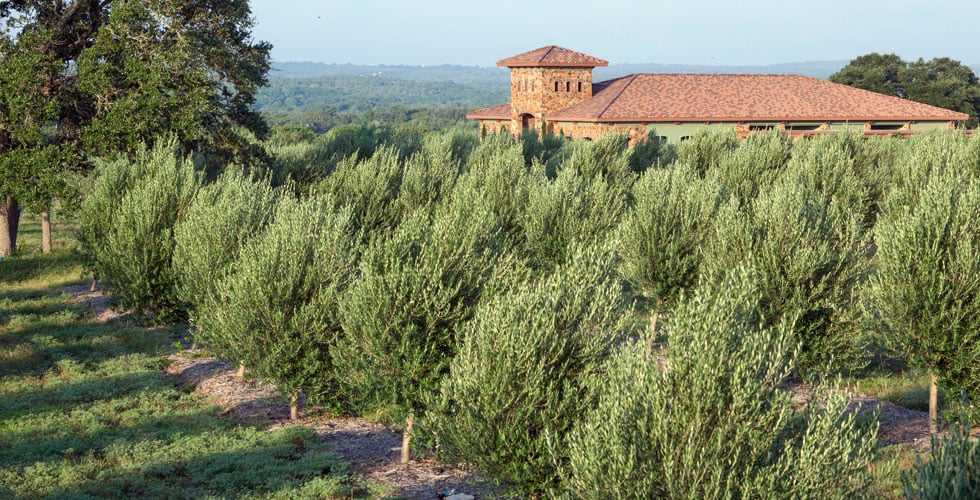 Texas Hill Country Olive