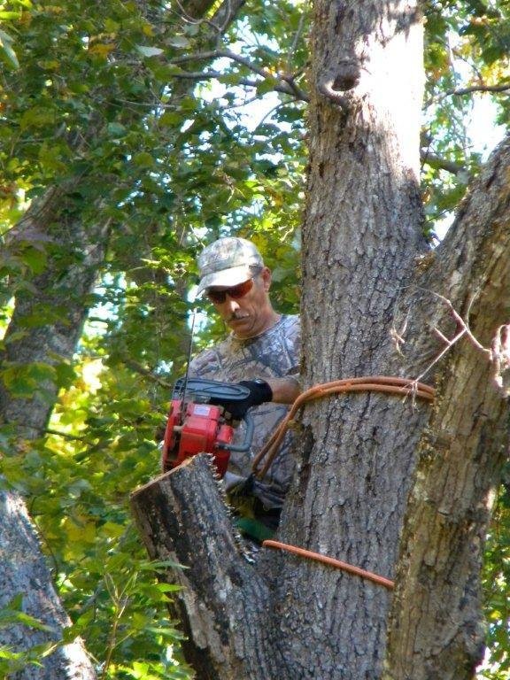 Waltons Tree and Landscape