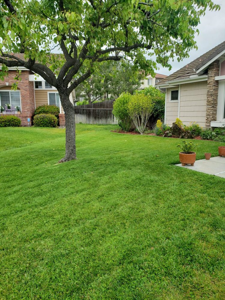 Ortega's Lawn Care
