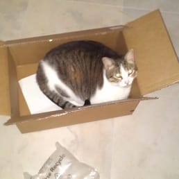 Photo of Lovett's Lovin Pet & Home Care - Naples, FL, United States. Bubbys just loves to sleep in boxes!