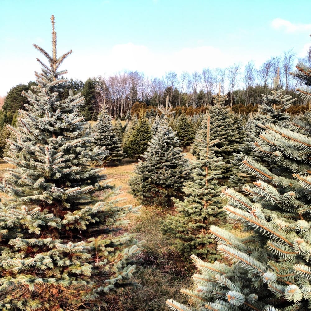 stumpf s u cut christmas tree farm christmas trees 340 stumpf s u cut christmas tree farm christmas trees 340