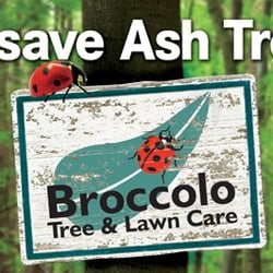 Broccolo Tree Lawn Care Landscaping 2059 Brighton Henrietta Photo Of Broccolo Tree Lawn Care Rochester Ny United States
