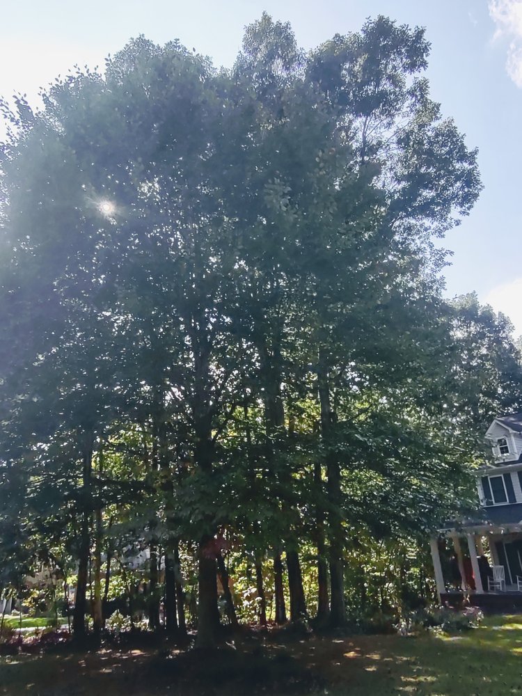 McNeair's Tree Service