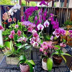 E Plant World 66 Photos 25 Reviews Nurseries Gardening E Plant World 66 Photos 25 Reviews Nurseries Gardening 12511 San Mateo Rd Half Moon Bay Ca Phone Number Last Updated December 10