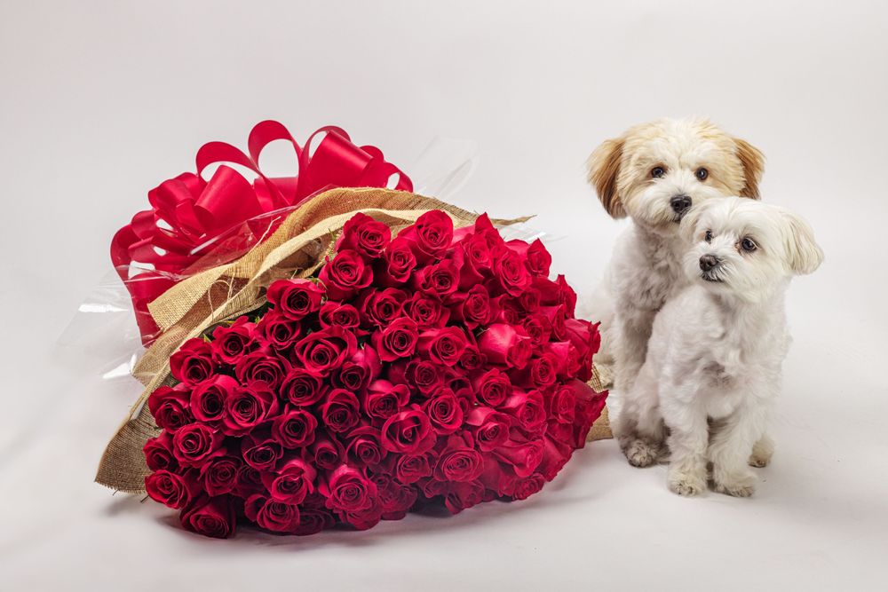 Stems Florist